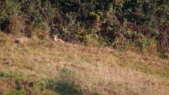 renard roux 1 1 585x329 Comment photographier les animaux sauvages dans leur environnement