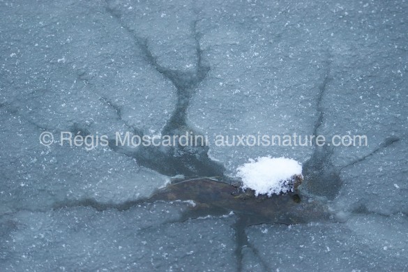 glace neige 585x390 7 astuces pour la photographie animalière en hiver