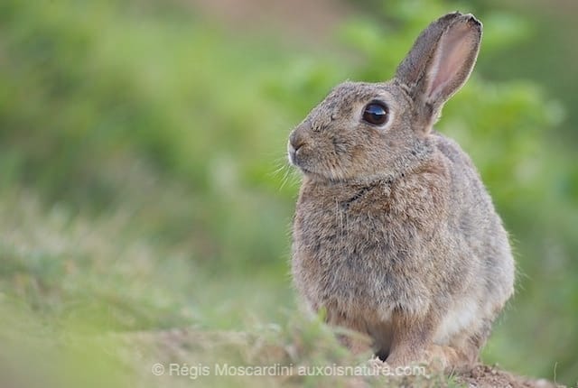 Photographier les lapins sauvages : affut ou non