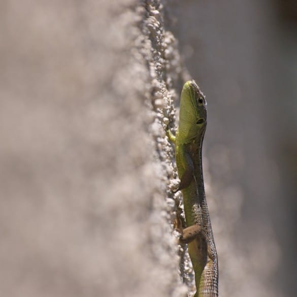lézard vert