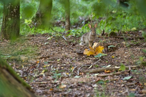 lapin_garenne