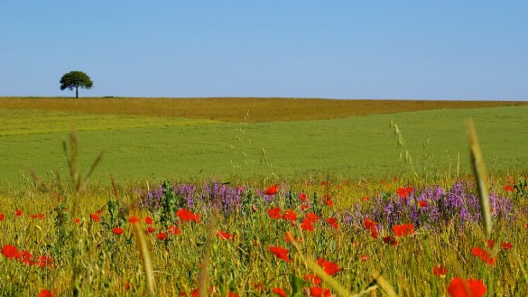 cercey_paysage_coquelicots2