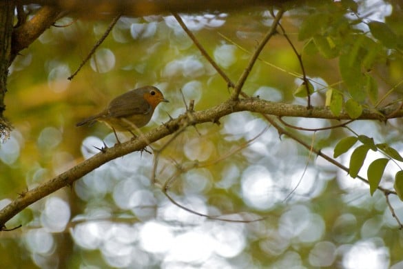 Rouge-gorge