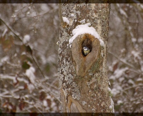 la mésange et l'arbre protecteur