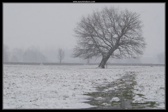 Arbre sous la neige