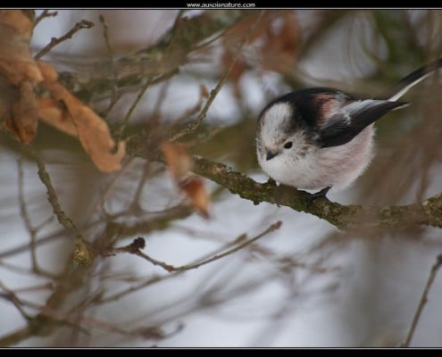 mésange_longue_queue