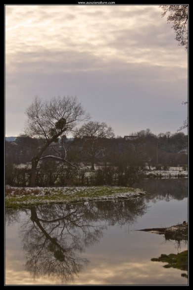 Le reflet de l'arbre