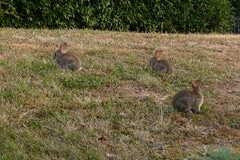 lapins de garenne