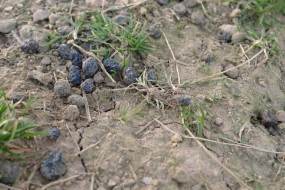 crottes de lapin de garenne