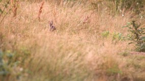 lapin de garenne