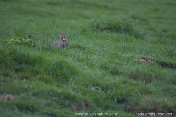 Le lapin de garenne aux aguets