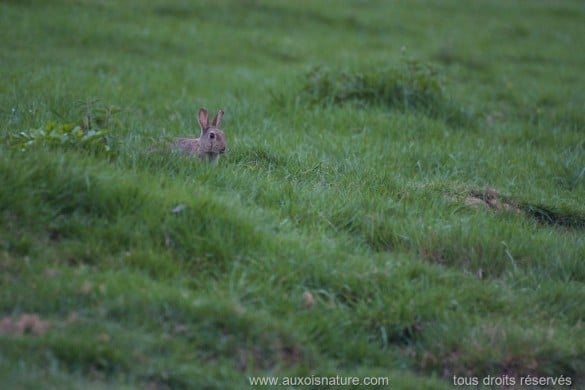 Le lapin de garenne aux aguets