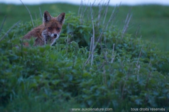 Le renard sur le qui-vive