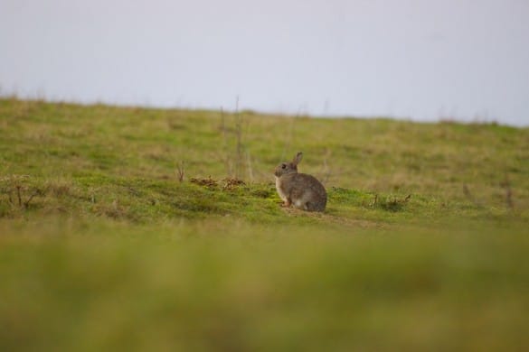 Un lapin de garenne sur ses gardes