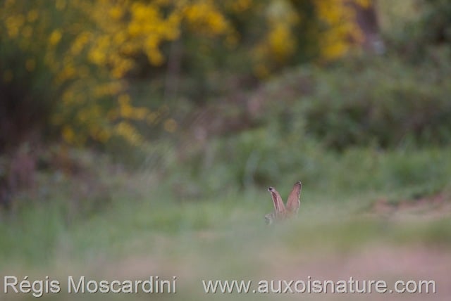 Super défi – Semaine 3 : les oreilles du lapin de garenne