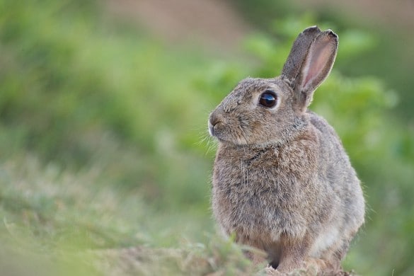 Oreille Fendue, un lapin de garenne vigile