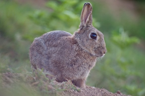 Oreille Fendue, un lapin de garenne vigile