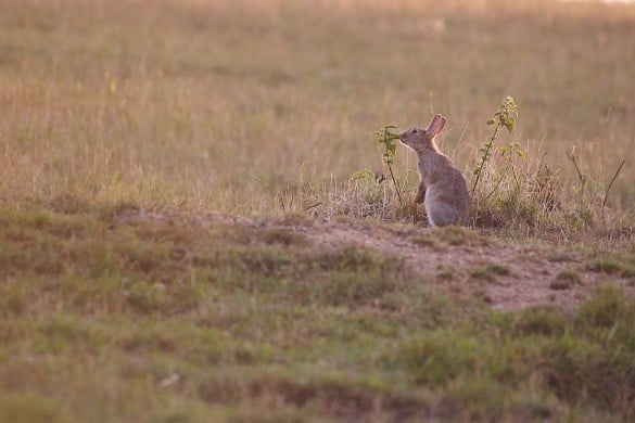 Un lapin de garenne mangeant une ortie