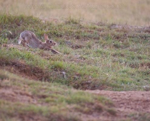 Un lapin de garenne en plein étirement