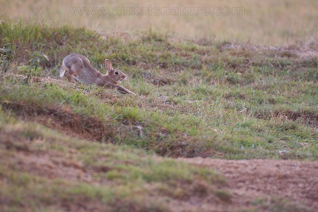 Un lapin de garenne en plein étirement