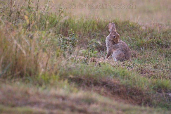 Séance de toilettage pour le lapin de garenne