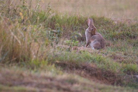 Séance de toilettage pour le lapin de garenne