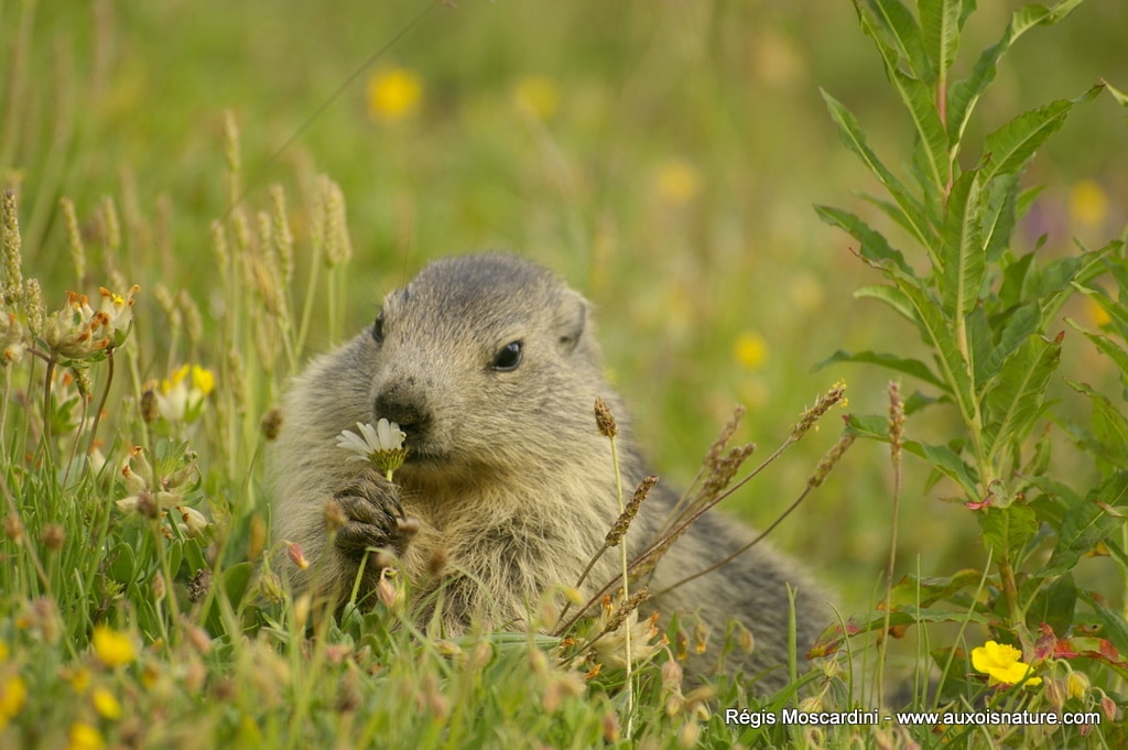 Comment faire pour photographier les marmottes