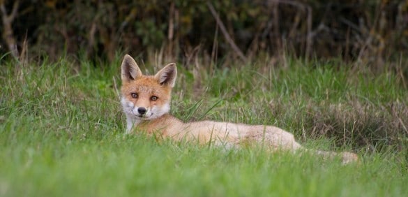 Un renard roux au repos