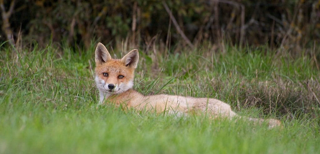 Le renard, ami ou ennemi du lapin de garenne ?