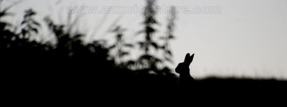 lapin de garenne en contre jour