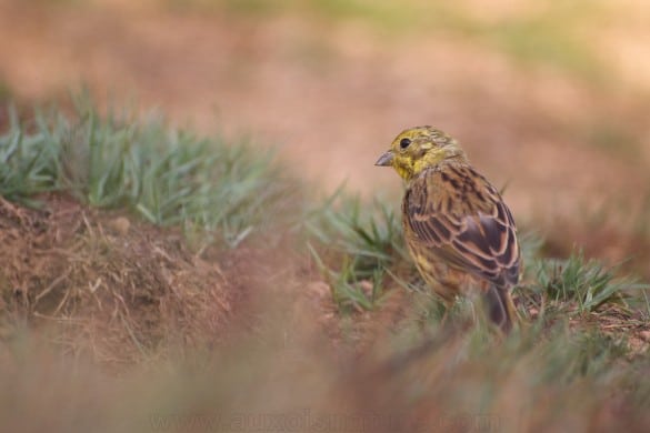 Une photo de bruant jaune mâle ( emberiza citrinella ) 