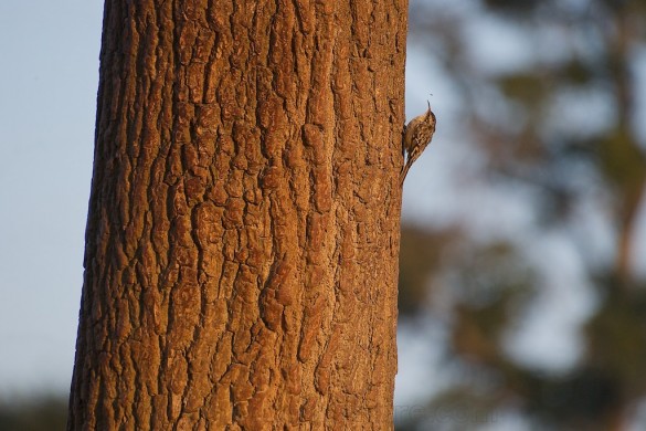 un grimpereau des bois