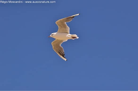 Mouette rieuse en vol