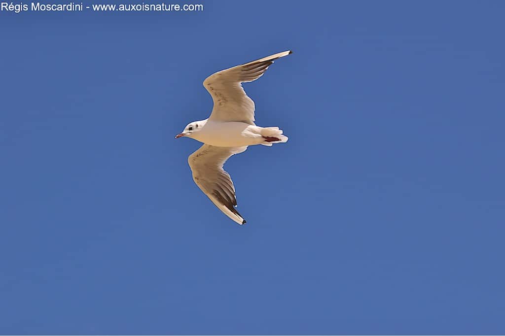 Comment faire pour photographier un oiseau en vol – Partie 1