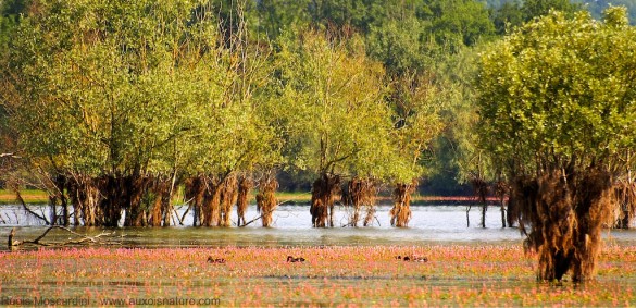 photo ambiance lac de cercey