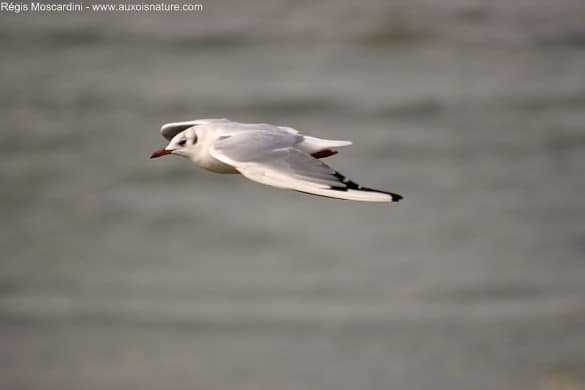 Mouette rieuse oiseau en vol