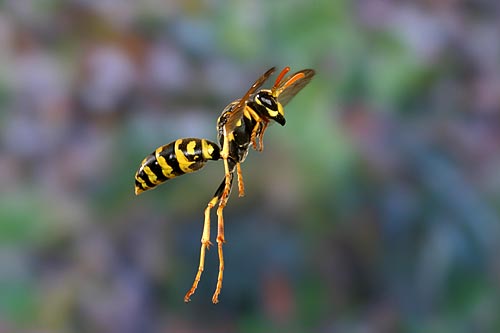 [Podcast #4] Joël Héras, photographe d’insectes en vol