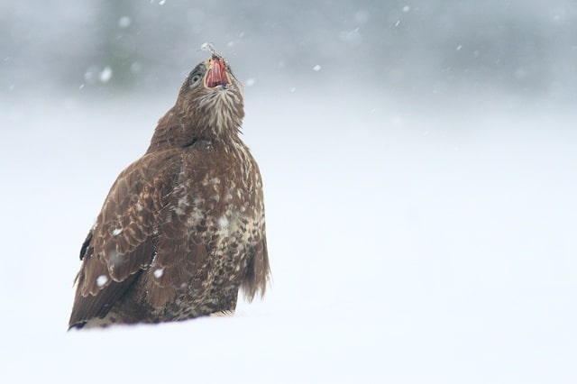 Concours de photo nature « Frisson d’Hiver » : les résultats !