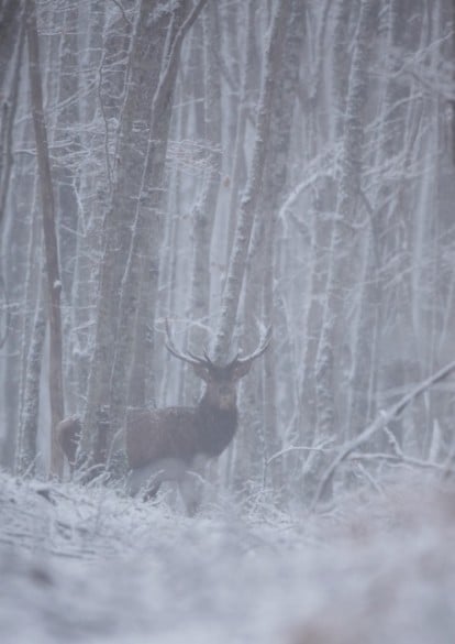 Cerf - Julien Serre