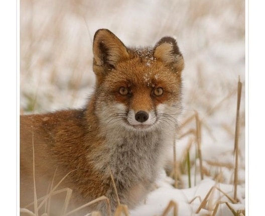 Portrait de renard - Aurélia Cheminant