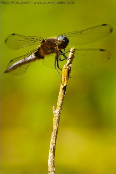 libellule déprimée (Libellula depressa)