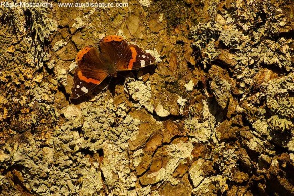 Papillon le vulcain Vanessa atalanta