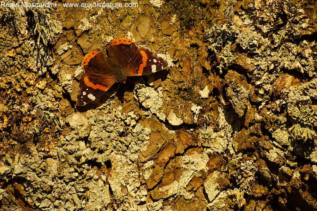 Comment faire pour identifier les sujets inconnus photographiés