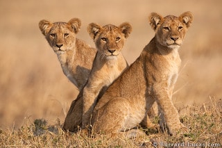 [Vidéo] Interview du photographe animalier anglais Will Burrard-Lucas