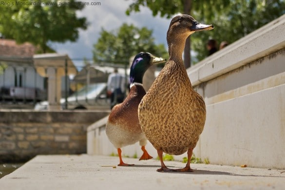 canard de ville