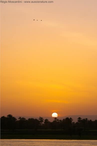 coucher de soleil sur le nil