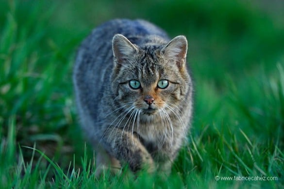 chat sauvage Fabrice cahez