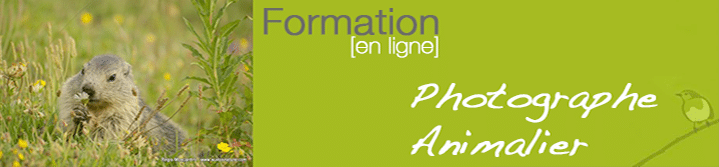 Kit du Photographe Animalier : La formation en ligne du blog