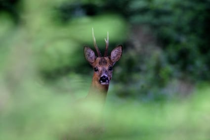 [Podcast #6] Philippe Moës, photographe animalier spécialiste de la forêt