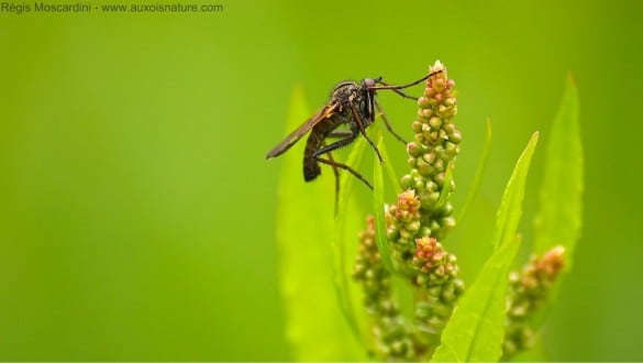 plante insecte ombre